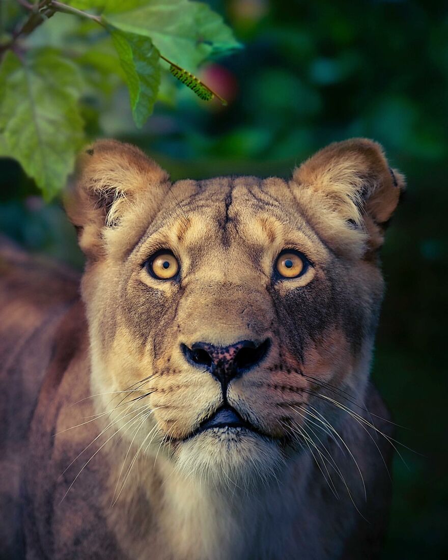 Wildlife-Photography-Lions-Simon-Needham