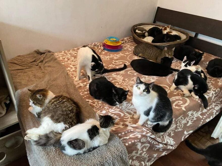 My Sister And I Started A Rescue Shelter And Rescued Over 200 Cats In 3 Years (12 Pics)