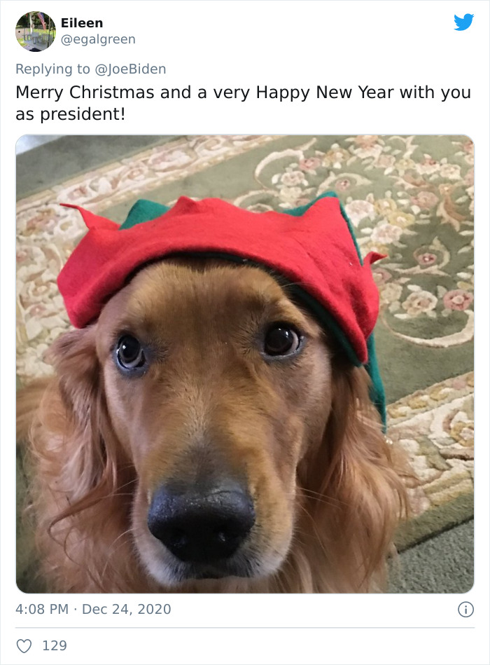 270K Twitter Users Are Adoring Joe Biden’s Dogs' Christmas Video