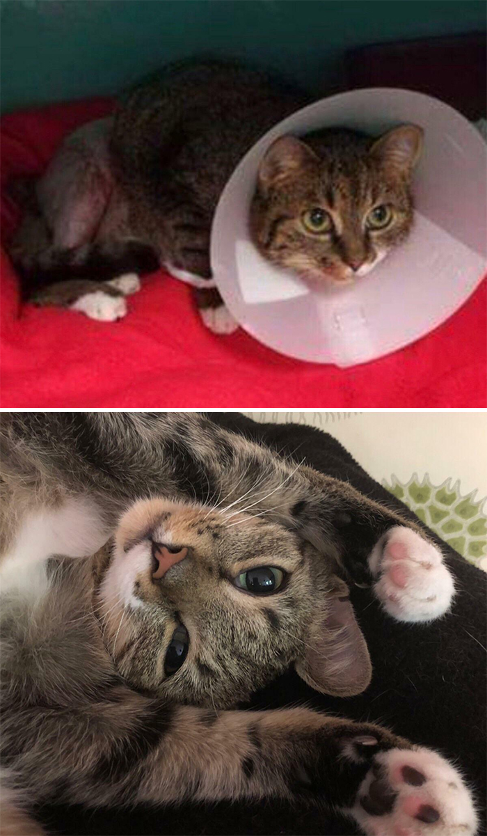 We Adopted This Little Guy After He Was Found With A Crushed Leg, Leg Was Repaired With Three Nails And He Is In Perfect Condition Now. He's The Best :) Meet Theo!