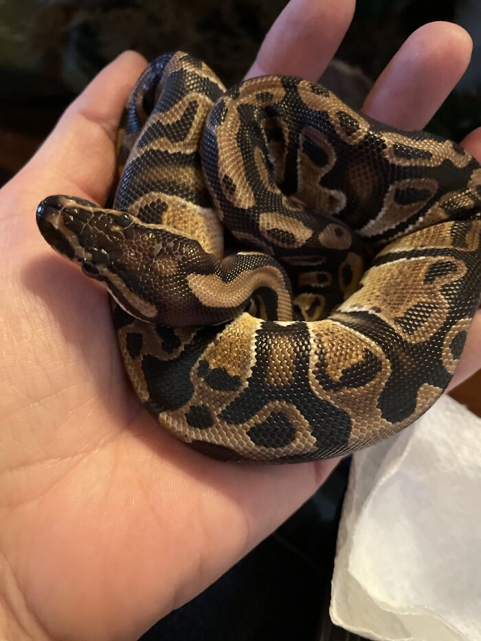 Sssssssimply The Best (Linguini, Baby Ball Python)