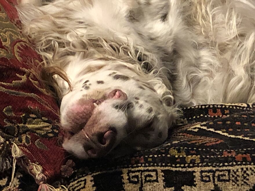 Delano, The Handsomest Dog In World