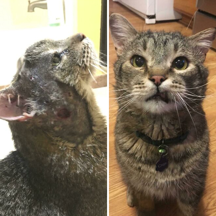 From Being Found In Our Woodshed Two Years Ago With Wounds The Vet Believes Was From A Coyote , To Yesterday A Happy Healthy House Kitty. Meet Chip!