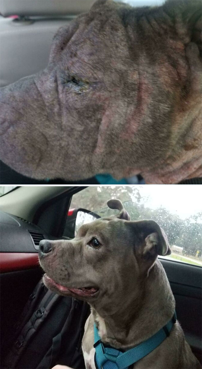 Hiya, This Is Rimosa! I Rescued Her Back In June Of 2019. She Had Yeast, Heart Worms, Lots Of Other Infections, Missing Teeth, She Was Missing Most Of Her Hair, And She Had Been Beaten. She's Fine Now, Top Picture Was The Day I Brought Her Home And The Other Was Last Week. Working On Her Manners Now