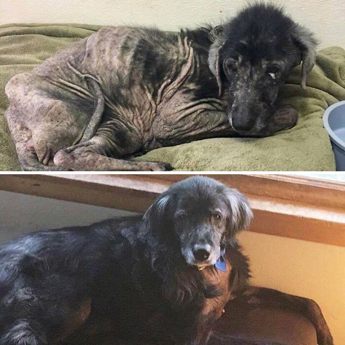 Miley, Who Came To Me As A Hospice Foster Dog Since She Wasn’t Expected To Live And We Just Wanted To Make Her Comfortable. This Is Her, A Year And A Half Later!
