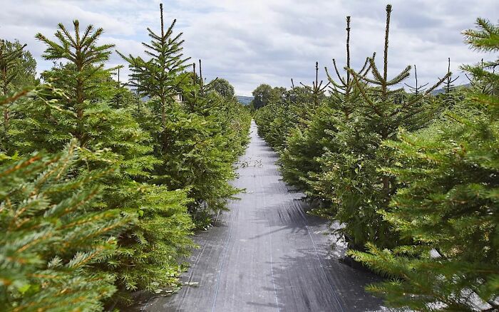 London’s Christmas Tree Rental Provides A Solution That Solves The Real VS. Artificial Tree Debate