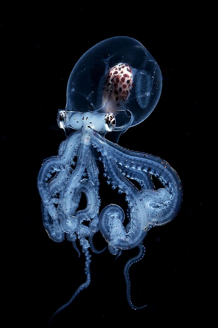 Blackwater Photographer Captures A Young Octopus With A Transparent Head, And You Can Even See Its Brain