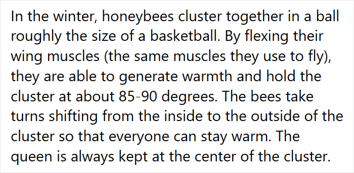 Beekeeper Shares What Bees Do To Stay Warm During Winter Because They Don't Hibernate