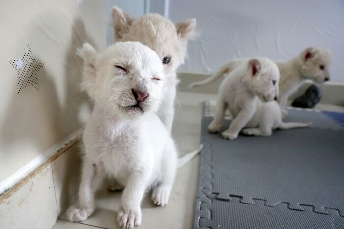 White Lion Quadruplets Playing