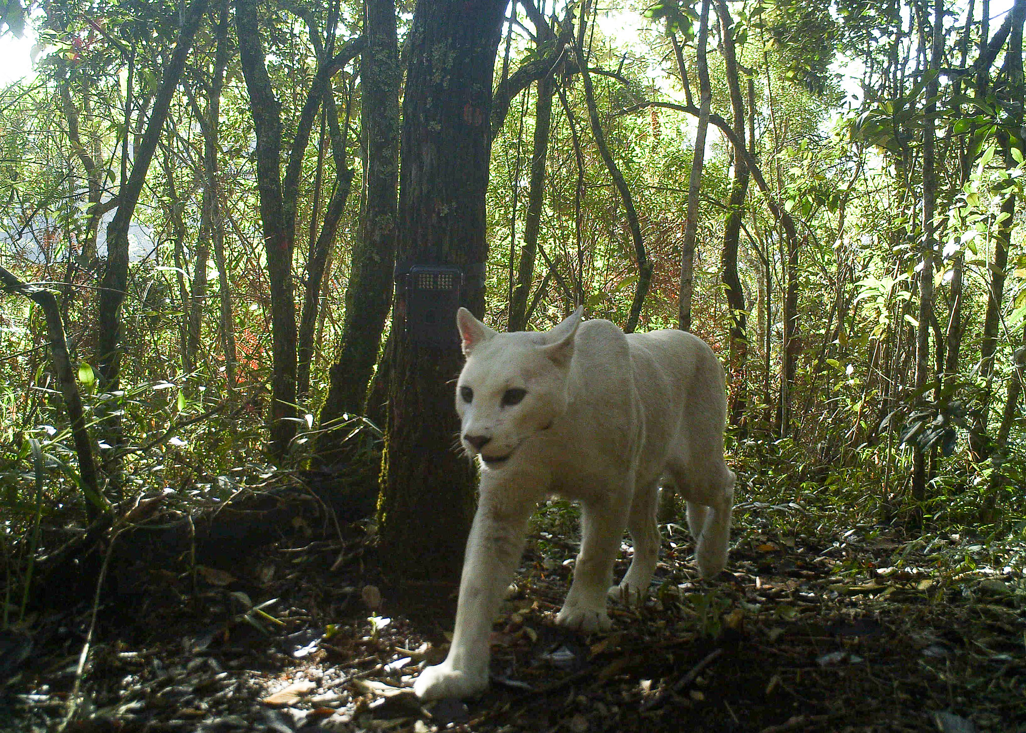 Scientists Confirm The World's 1st-Ever Images Capturing A Leucistic Puma