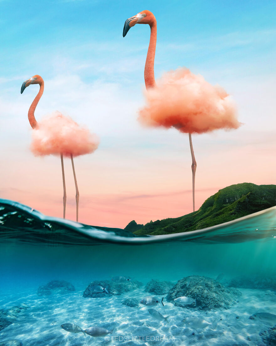 Flamingo Cloud - Photoshop 2021 Splash Photo