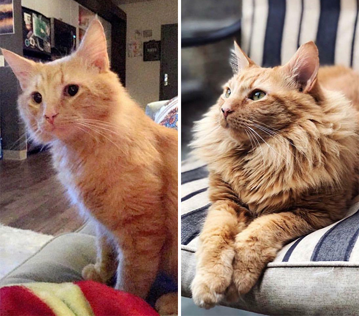 Abe Just Needed The Stability Of A Forever Home For His Fur Coat To Fluff Out