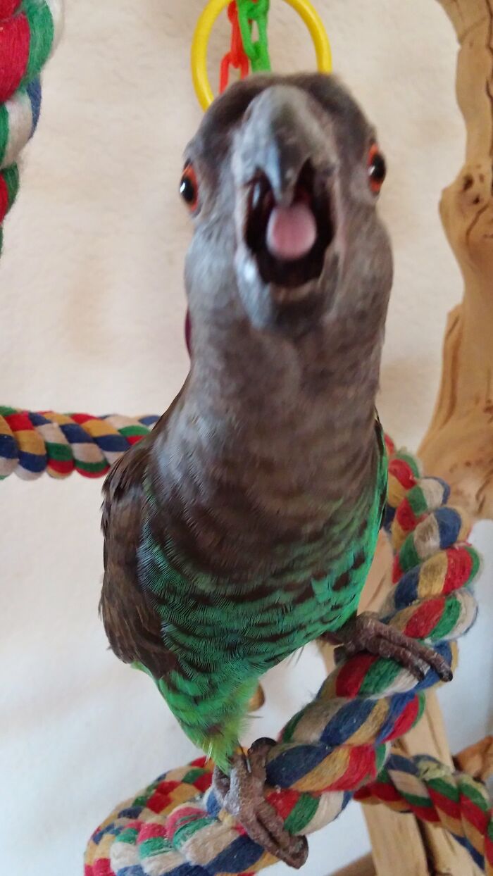 Paco Meyers Parrot. Does Not Like His Picture Taken