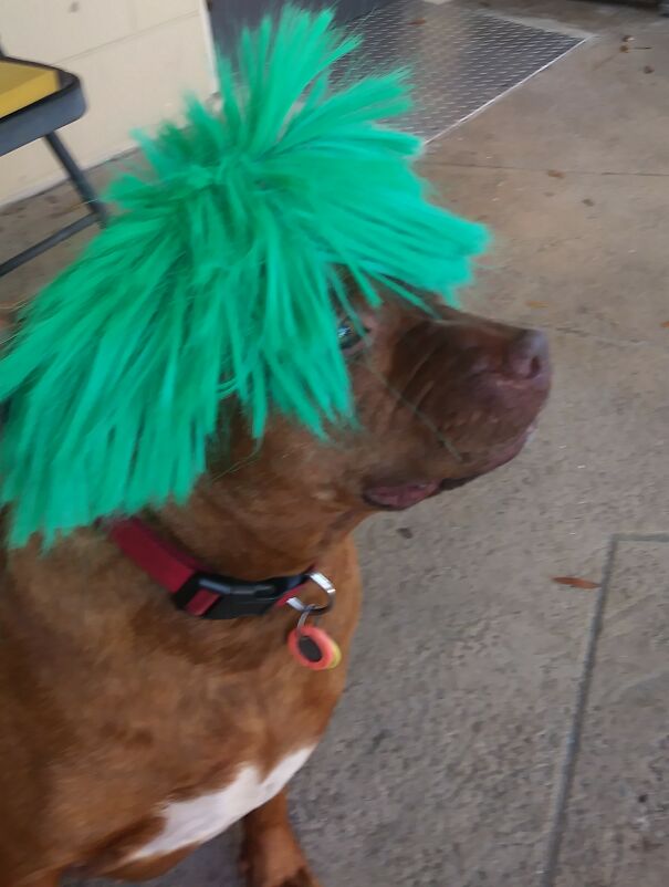 Piggy The Service Pibble Is Pretty In Green.