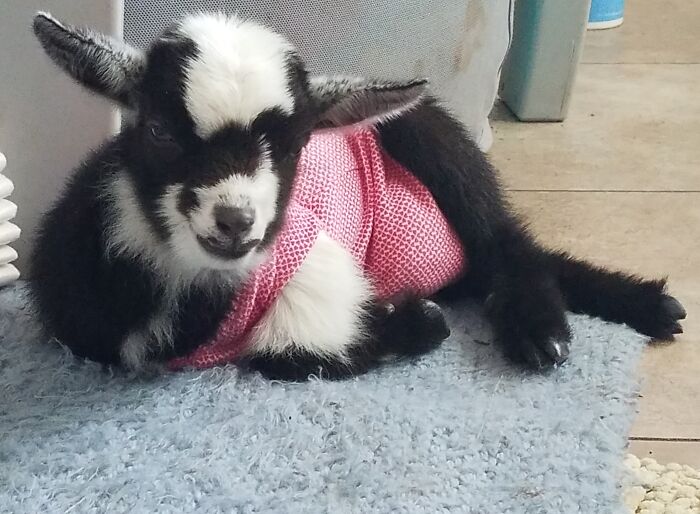 The Cutest Picture Of My Tiny Baby House Goat, Tay