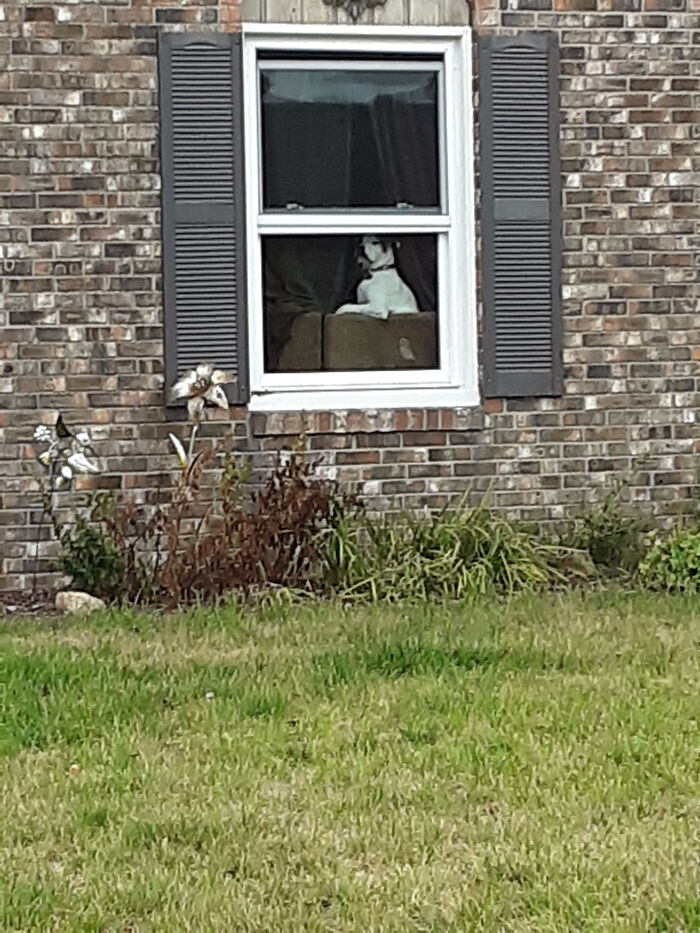 Here's Our Neighbors Dog Tango Looking Like A Human Lol