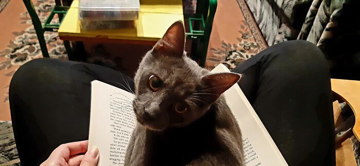 I Wanted To Read, He Wanted Attention