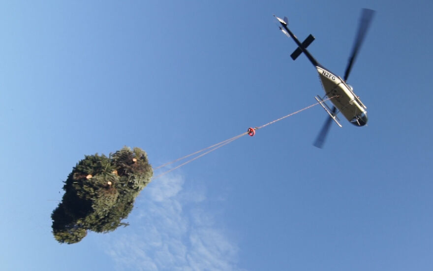 Helicopters + Samurai Swords: What It Takes To Grow Christmas Trees!