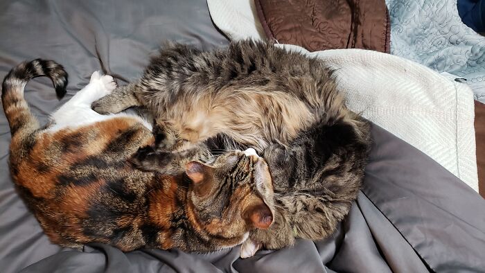Pile Of Cat