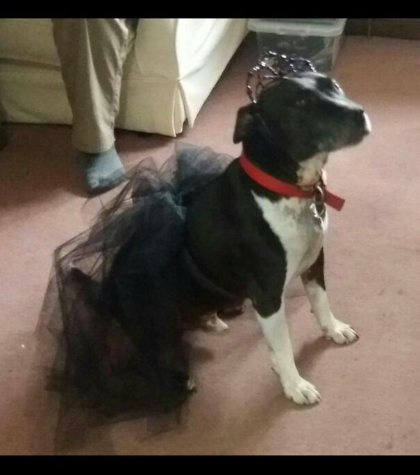 Our Teenage Daughter Made Our Dog A Tutu And A Tiara. He Was Very Proud Of Himself...