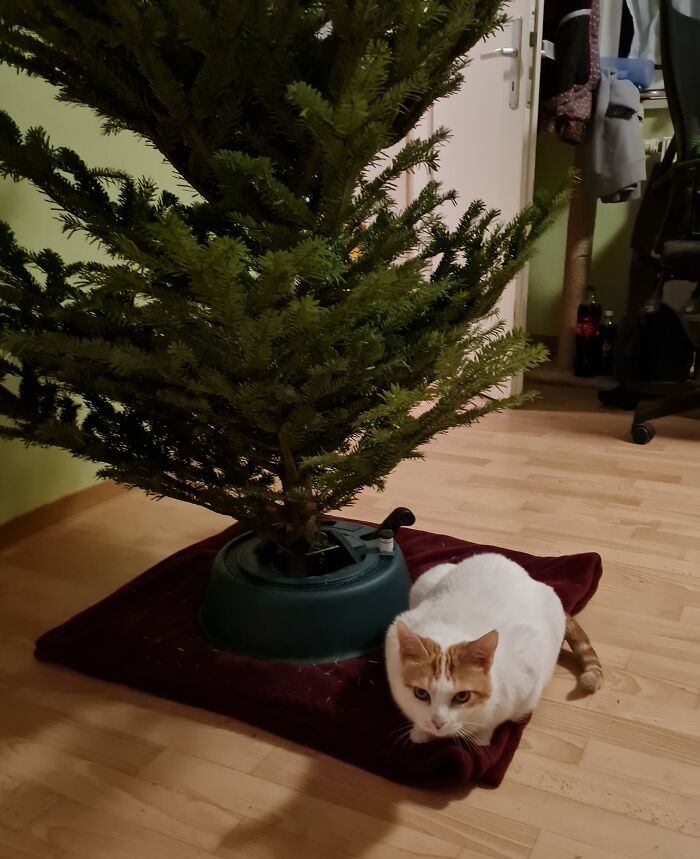 Snow Disagreed On Sharing Her Blanket With The Christmas Tree