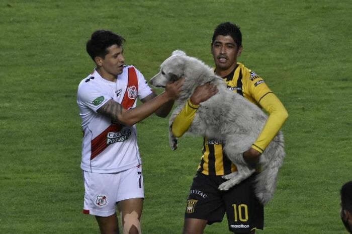 Stray Dog Interrupts A Pro Soccer Match In Bolivia, Gets Adopted By A Player Who Carried Him Off The Field
