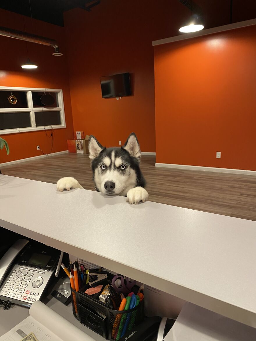 My Husky Love Waiting For Her Treat!!!!