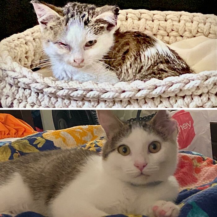 Two Months Of Love Changed Mr. Biscuits