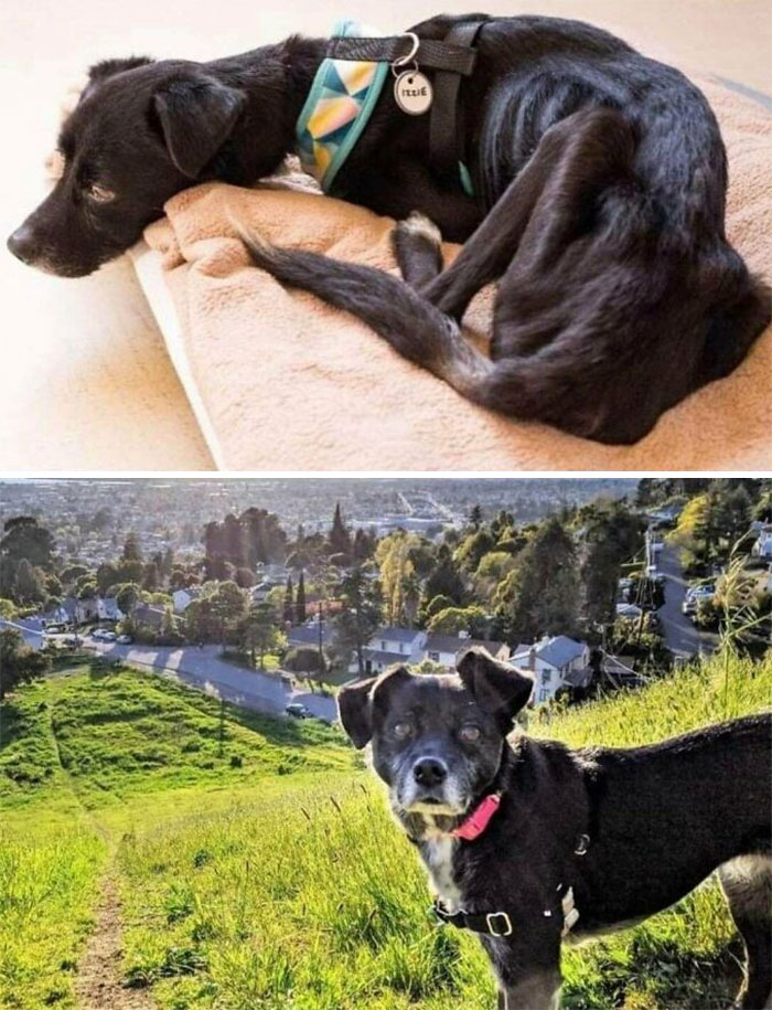Izzie, Rescued By Muttville Senior Dog Rescue