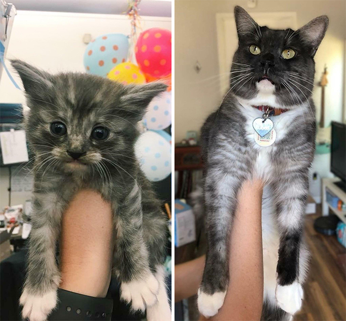 My Cat Ruben Just Passed His 2 Year Adoptaversary. This Is The Day I Brought Him Home Versus This Month!