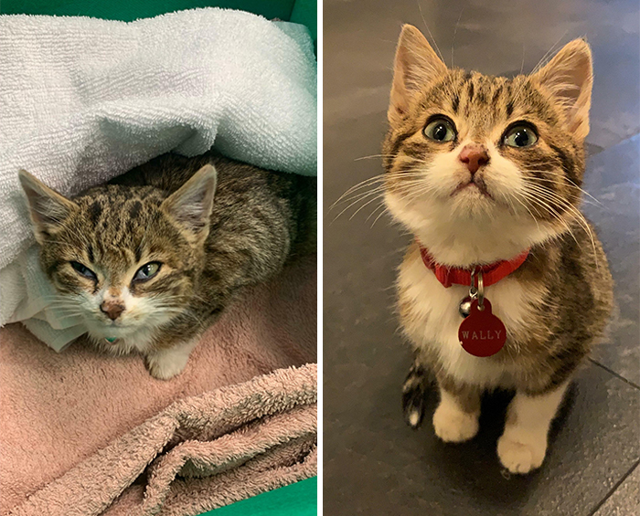 I Found This Kitten Dumped In The Middle Of A Road Too Weak And Hungry To Get To Safety. The Photo On The Right Is What 6 Days Of Cuddles By The Fireplace, Lots Of Food And A Cosy Bed Can Do