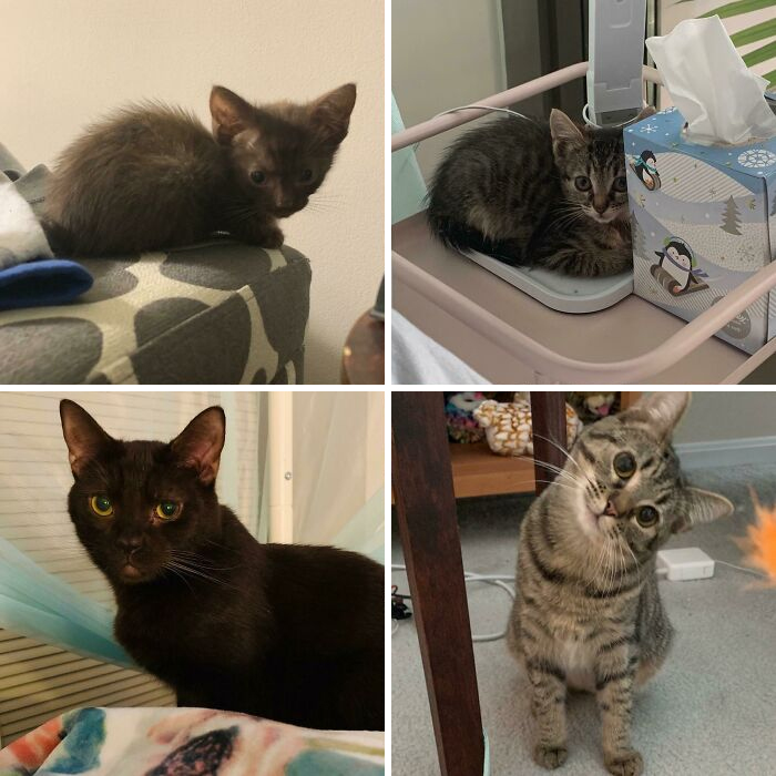 Got My Feral Kittens At 4 Weeks Old And Now They’re All Grown Up