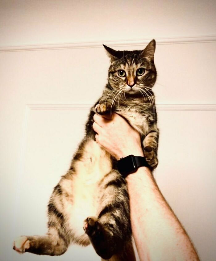 Ricky Gervais Attempts To Foster A Cat But Ends Up Adopting Her And She's Taking Over His Feed
