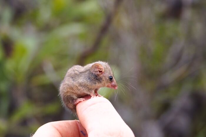 Rare Pygmy Possums Just Got Rediscovered After Fears That Bushfires Wiped Them Out
