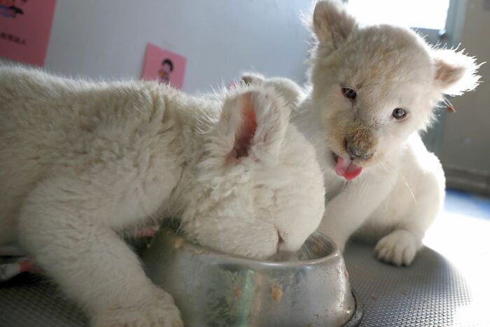 White Lion Quadruplets Eating