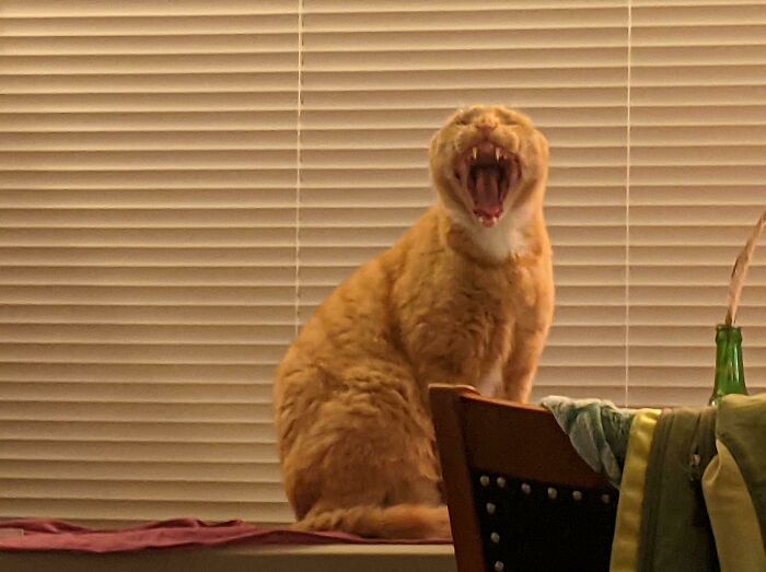 The Beast Yawns Looking Like An Amazing Fanged Opera Singer