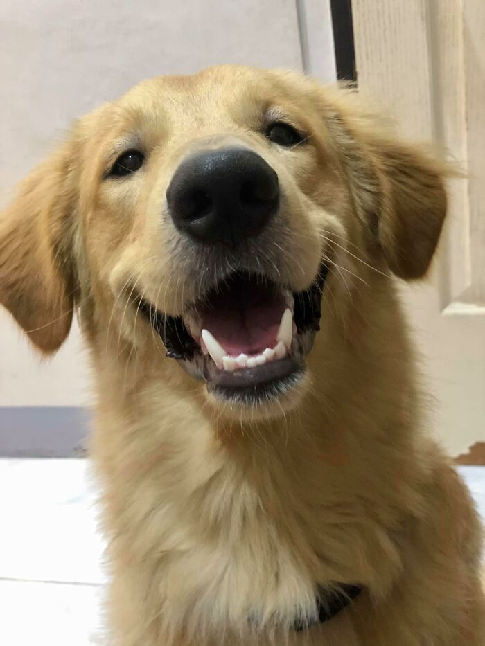 Sven The Golden At 9 Months