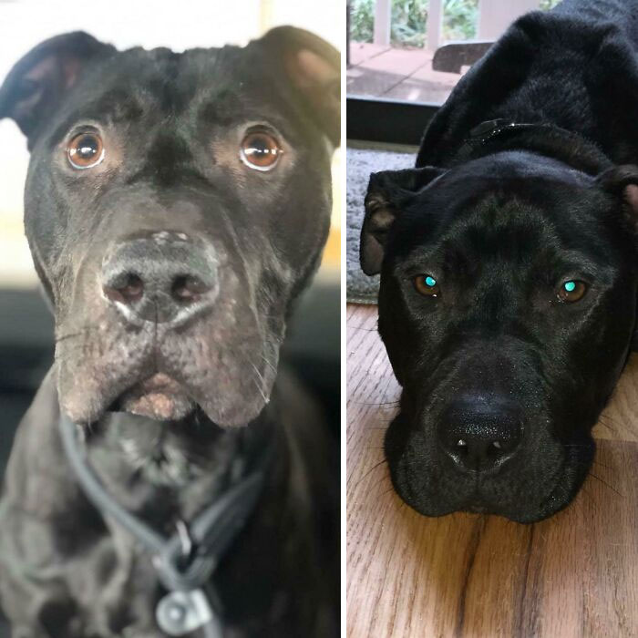 Three Months Ago, Our Guy Was Days Away From Being Put Down In A Kill Shelter. He Face Was Covered In A Stress Rash, Cuts And Bald Patches. Our Spoiled Baby Is Now Thriving In Every Way...