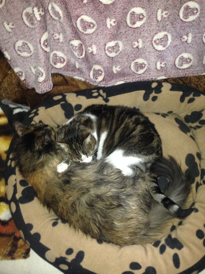 These Are Fifi, The 19 Y/O Completely Blind And Cece, Her Nurse. Cece Is With Fifi 24/7 Guiding Her, Grooming Her And Attending Her When She Cries. We Don't Deserve Pets