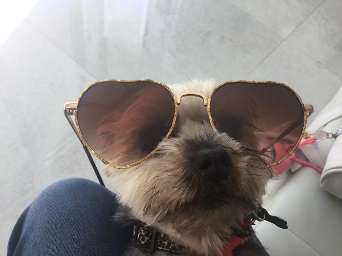 This Is My Teacup Yorkie Her Name Is Teenie (Teen-E) I Like To Put Sunglasses On Her