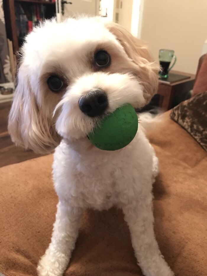Please Can We Play Fetch, Please?
