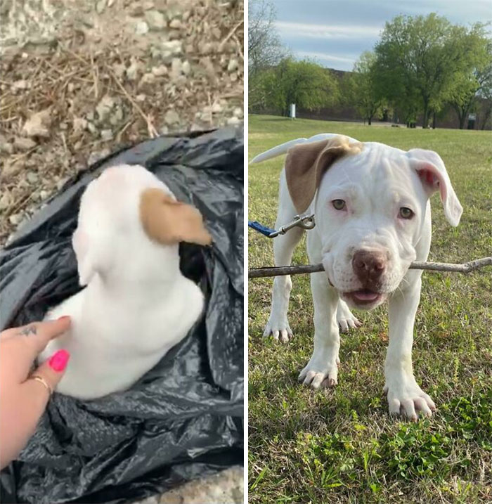 Patron Was Found Discarded In A Trash Bag On The Side Of The Highway At 4 Weeks Old. 8 Weeks Later, He’s A Very Happy Boy And We Couldn’t Love Him More!