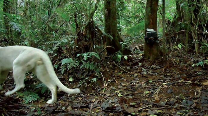Scientists Confirm The World's 1st-Ever Images Capturing A Leucistic Puma |  Bored Panda