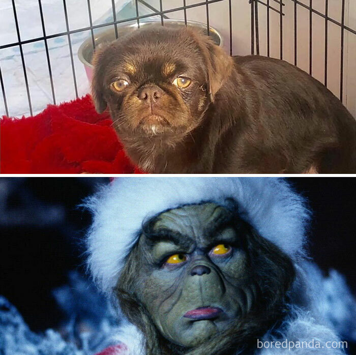 He’s A Rescue And When We Had His Dna Done, Were Astounded He Wasn’t Part Pug Part Grinch
