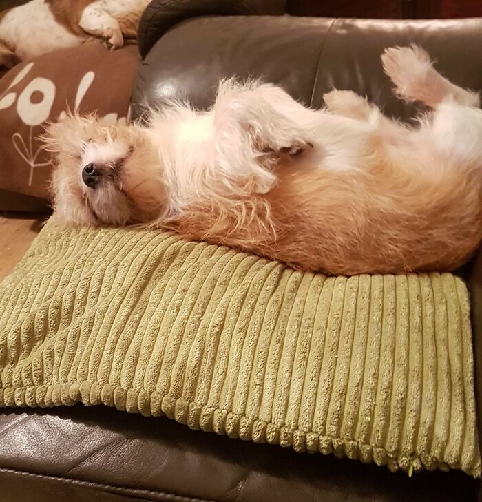 My Doggo Olly In His Usual Position
