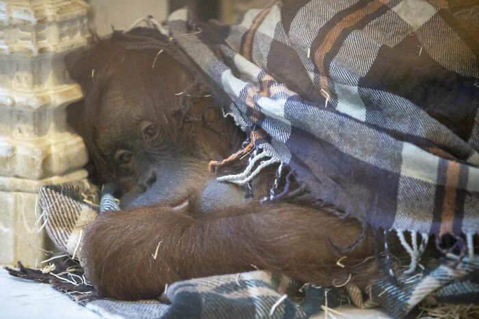 The Family Of Orangutans That Went Viral For Making Friends With Otters Now Celebrates The Birth Of Their “Oranguson”