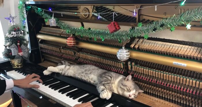 People Are Loving This Video Of A Cat Getting A "Piano Hammer Massage" While His Owner Plays Christmas Songs