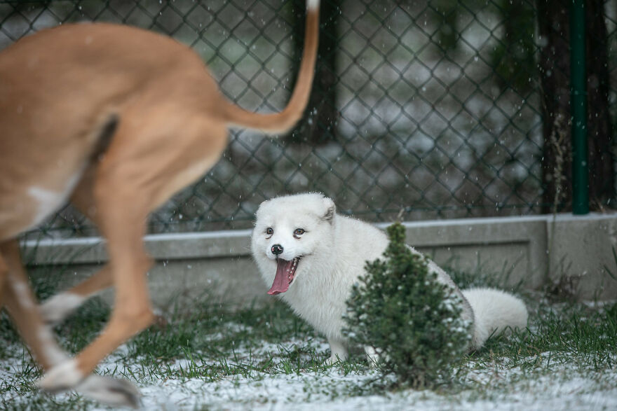 Here's How A Snow Fox We Rescued From A Fur Farm Reacted To Snow For The First Time In His Life