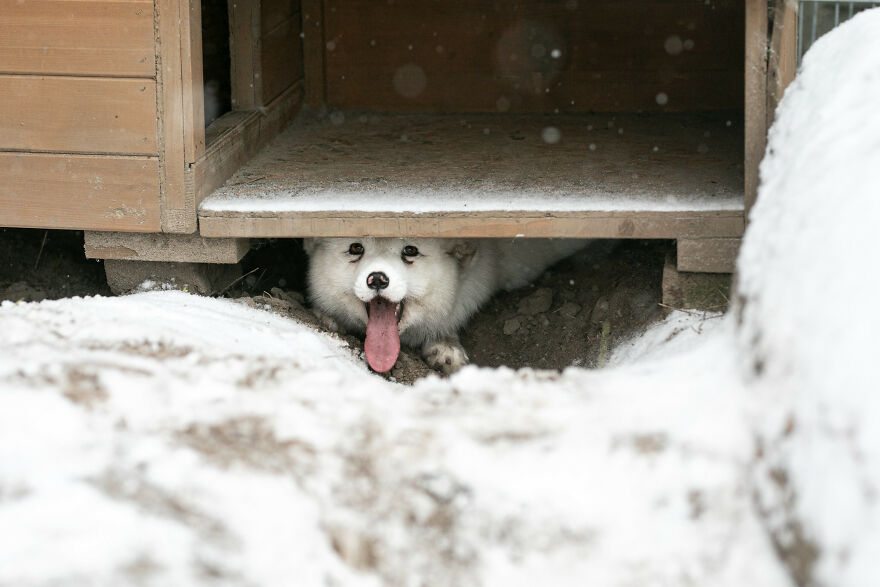 Here's How A Snow Fox We Rescued From A Fur Farm Reacted To Snow For The First Time In His Life