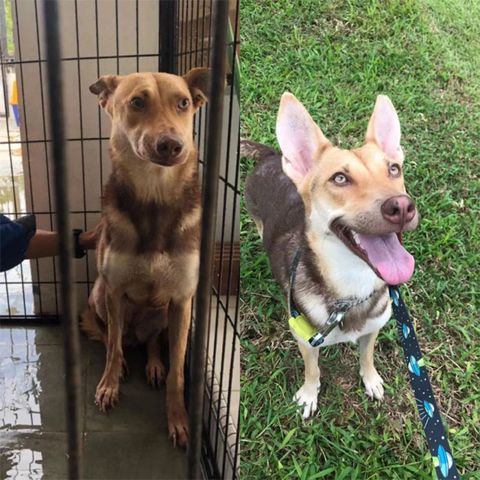 My Bojack At The Shelter vs. After We Found Each Other